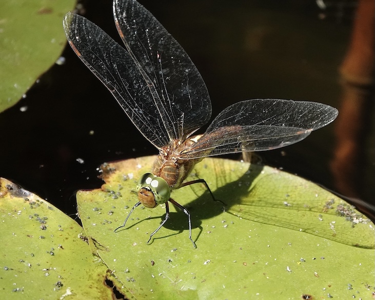 Norfolk hawker